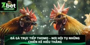 Đá gà trực tiếp Thomo